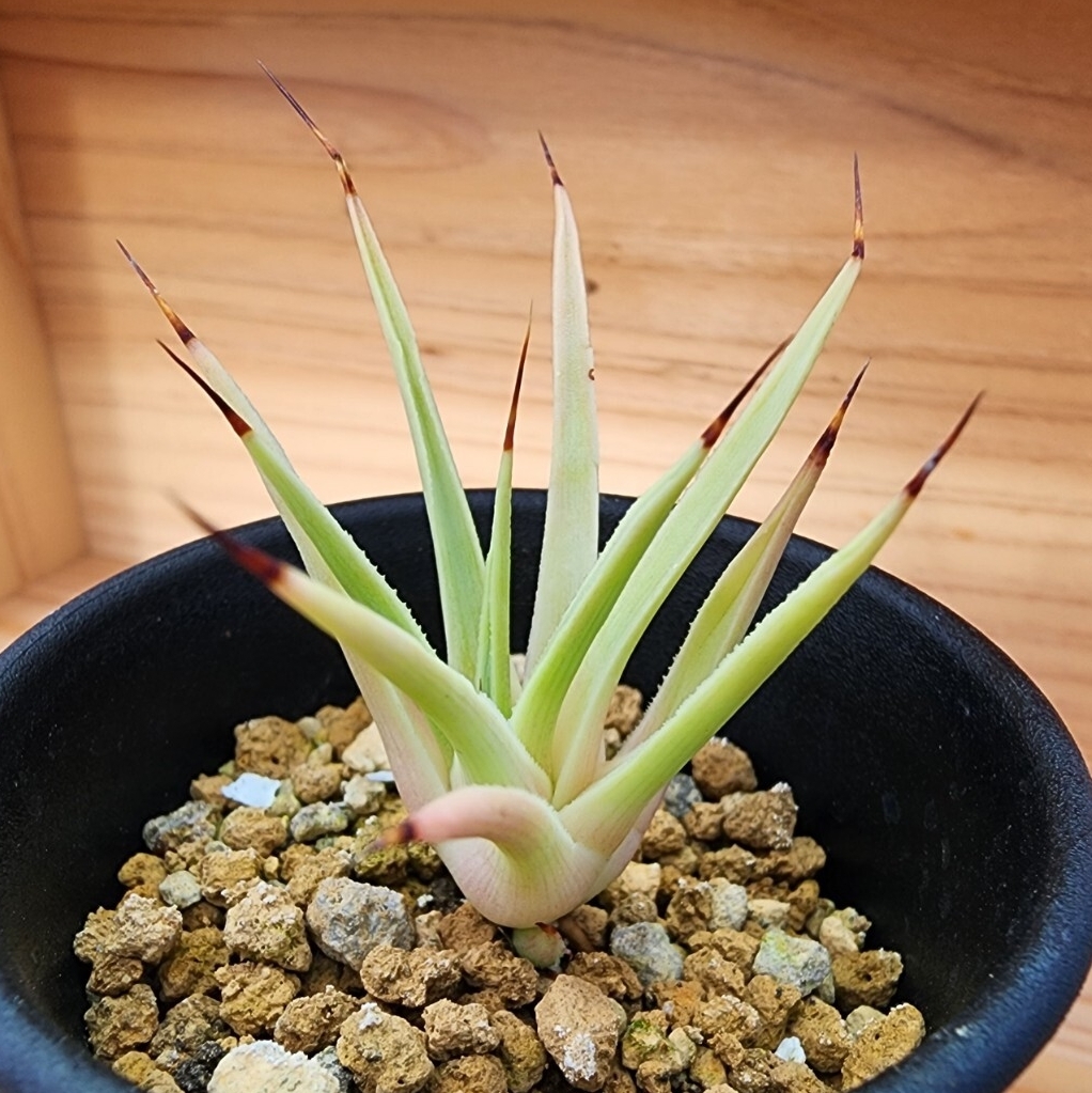 Yahoo!オークション -「アガベ吹上」(花、園芸) の落札相場・落札価格