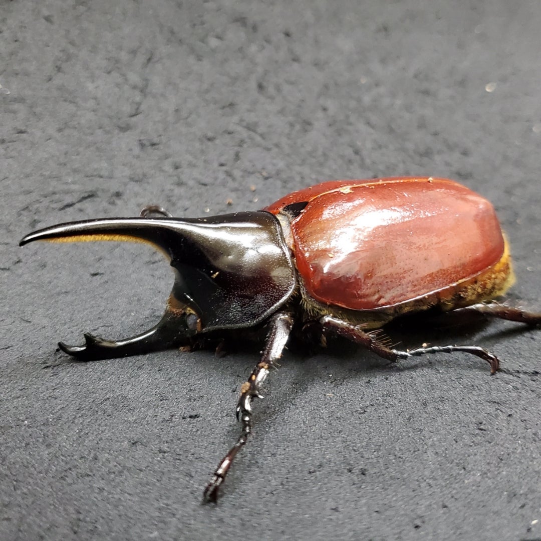 Dy.モロンシロカブト | obj-kyotoのブログ